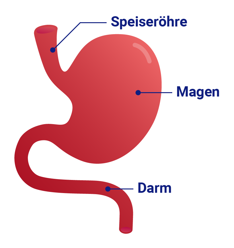 Grafische Abbildung des Magen-Darm-Trakts